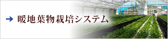 暖地葉物栽培システムはこちら