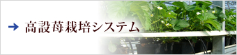 高設苺栽培システムはこちら