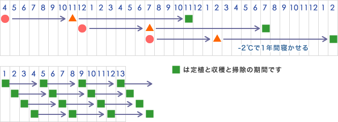 栽培の時期